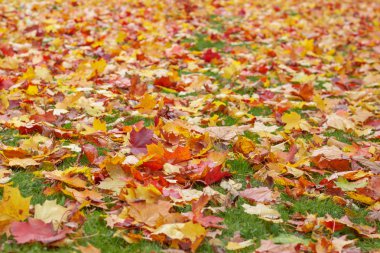 Yeşil çimlerin üzerinde parlak akçaağaç yapraklarından bir halı