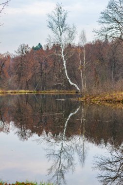 Karanlık sonbahar ormanının arka planında tek beyaz huş ağacı