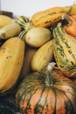  Doğal kusurları olan taze organik balkabakları ve kabakları sürdürülebilirliği ve sıfır israf yaşam tarzını sembolize ediyor. Sonbahar hasadı, çevre dostu pazarlar ve çiftlikten sofraya temaları için mükemmel..