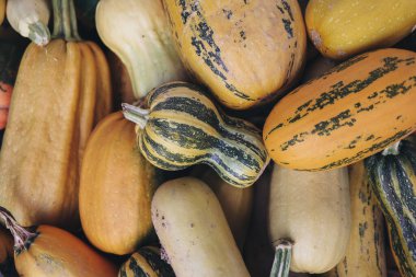  Çizgili desenli renkli kabaklar yığını, doğal tarım ürünleri sergileniyor. Sağlıklı beslenme, sürdürülebilirlik ve kırsal mevsimsel geçmiş kavramları için ideal. Yüksek kalite fotoğraf
