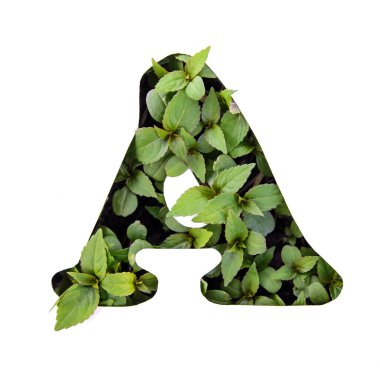 Güzel mektup A alfabe taze yeşilden bir İngilizce beyaz kağıt şablonda bırakır