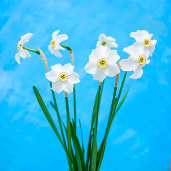 正方形卡片与一束美丽的白色水仙花在一个明亮的蓝色背景 — 图库照片