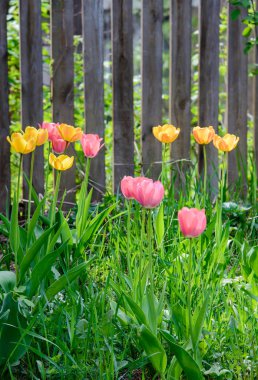 Parlak güneşli görüntü renkli güzel hassas lale ahşap çit, çim ile