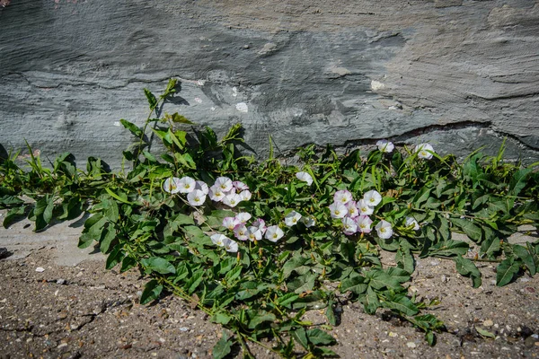 Beautiful city flowers on the asphalt near the concrete wall