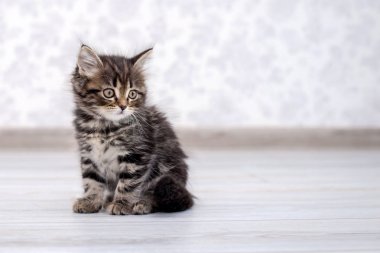 Komik tatlı çizgili kedicik yerde