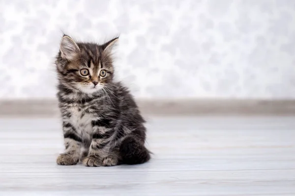 Little Funny Cute Striped Kitten Floor — Stock Photo, Image