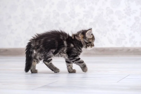 Divertido Lindo Gatito Peludo Curvando Espalda Cuela Través Del Suelo —  Fotos de Stock