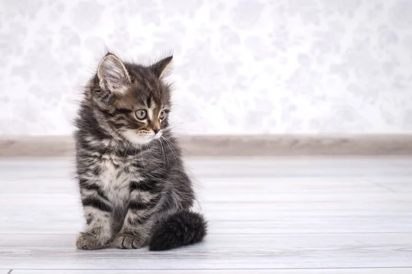 Piccolo Simpatico Gattino Strisce Carino Sul Pavimento — Foto Stock