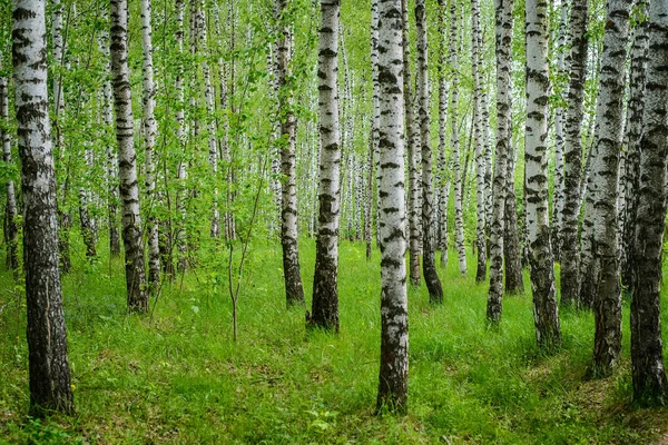 Vista Arboleda Abedul Verde Con Troncos Delgados Blancos —  Fotos de Stock