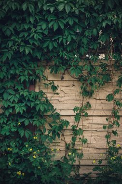 Kıvırcık yeşil yaprakları closeup ile dolaşık bej taş duvar