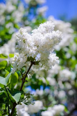 Güzel güneşli havalarda beyaz Farsça terry leylak dalı