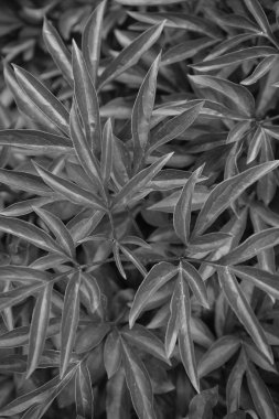 Birçok şakayık yaprağı soyut güzel siyah ve beyaz arka plan