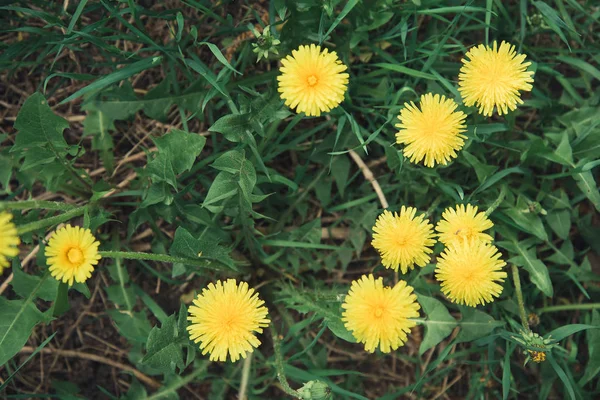 Dandelions Amarelos Brilhantes Grama Verde Escura — Fotografia de Stock