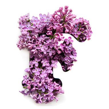 Bir güzel parlak mor çiçek Leylak Beyaz şablonda gelen İngilizce Alfabe harf F