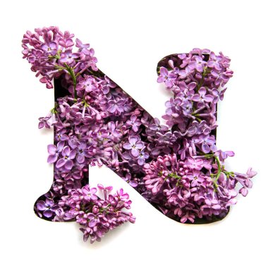 Bir güzel parlak mor çiçek Leylak Beyaz şablonda gelen İngilizce Alfabe harf N