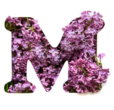 Bir güzel parlak mor çiçek Leylak Beyaz şablonda gelen İngilizce Alfabe harf M