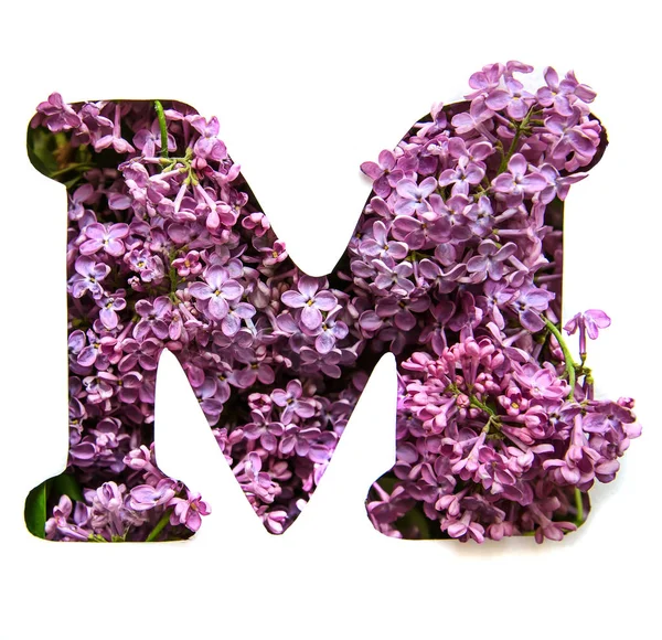 Bir güzel parlak mor çiçek Leylak Beyaz şablonda gelen İngilizce Alfabe harf M