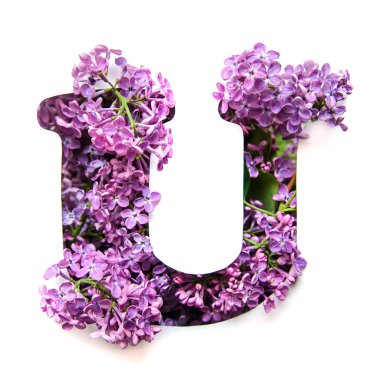 Bir güzel parlak mor çiçek Leylak Beyaz şablonda gelen İngilizce Alfabe harf U