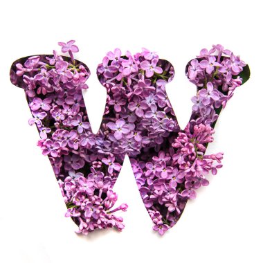 Leylak Beyaz şablonda bir güzel parlak mor çiçekler üzerinden İngilizce alfabenin W harfi