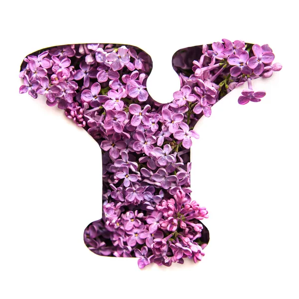 Bir güzel parlak mor çiçek Leylak Beyaz şablonda gelen İngilizce Alfabe harf Y
