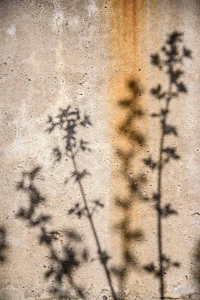 古いコンクリート壁の花の影に抽象的な面白い画像 — ストック写真