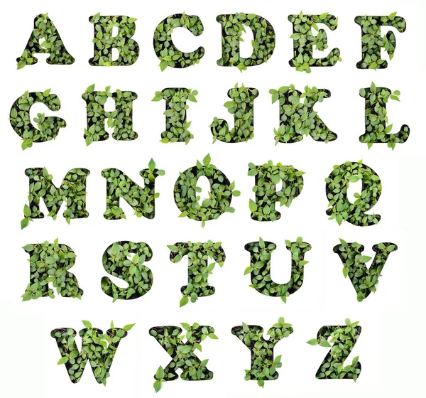 Αγγλικό Αλφάβητο Όμορφο Πράσινο Φύλλα Στη Λευκή Βίβλο Στάμπο — Φωτογραφία Αρχείου