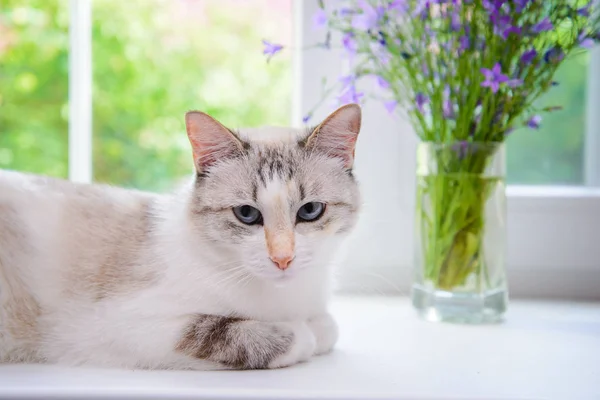 Beautiful White Cat Blue Eyes Lying Window Sill — Stock Photo, Image