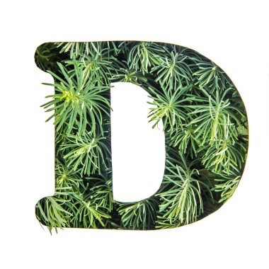 Güzel mektup D alfabe yeşil çimen, portulac, yapılan İngilizce izole beyaz arka plan üzerinde