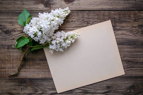 Šeřík Bílý Perský Terry List Papíru Dřevěný Rustikální Pozadí — Stock fotografie