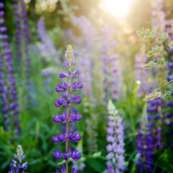 Wilde Bloemen Lupine Paars Bij Zonsondergang Het Bos — Stockfoto