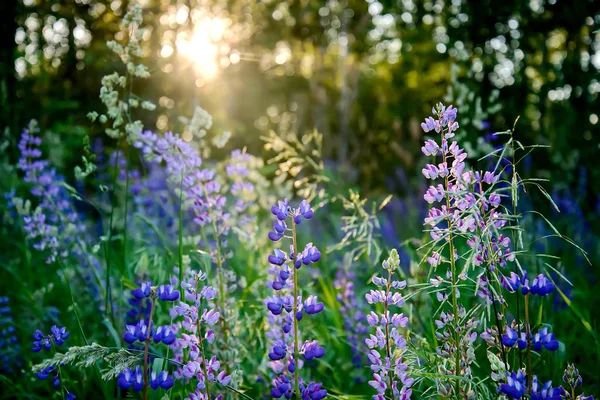 森の夕暮れ野生花ルパン三世を紫します — ストック写真