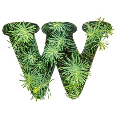Güzel mektup W alfabe yeşil çimen, portulac, yapılan İngilizce izole beyaz arka plan üzerinde