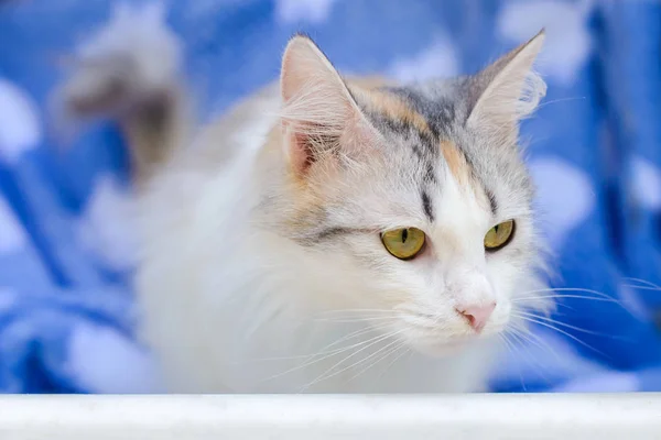 Weiße Niedliche Pelzige Katze Liegt Auf Blauem Hintergrund — Stockfoto