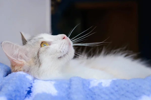 Gatto Peloso Bianco Sdraiato Guardando Alto Profilo — Foto Stock