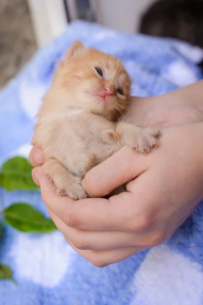 Sehr Kleines Orangefarbenes Lustiges Kätzchen Fürsorglichen Weiblichen Händen Aus Nächster — Stockfoto
