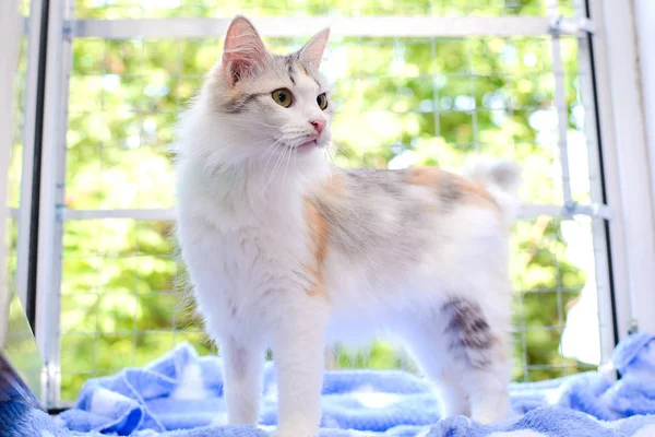 Light Beautiful Fluffy Cat White Brown Gray Spots Standing Windowsill — Stock Photo, Image
