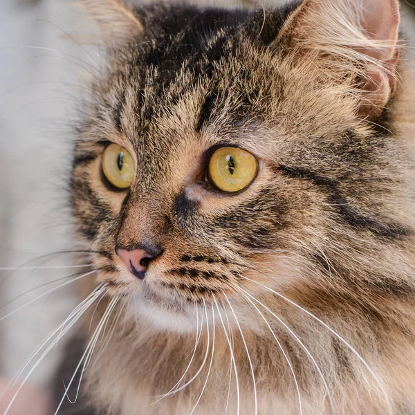 Porträt Einer Schönen Braunen Flauschigen Katze Nahaufnahme — Stockfoto