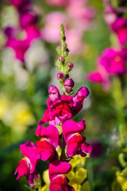 Yaz aylarında Snapdragon closeup bahçede parlak pembe çiçek
