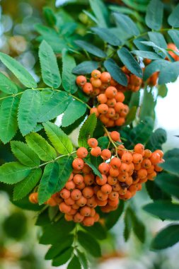 Rowan kırmızı çilek ve yeşil yaprakları closeup büyük grup