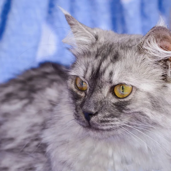 Flauschige Graue Katze Mit Großen Gelben Augen Auf Blauem Hintergrund — Stockfoto