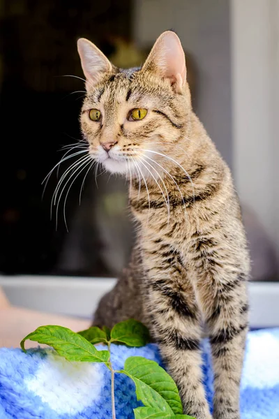 Grey Striped Cat Sits Open Window Looks Street Interest — Stock Photo, Image