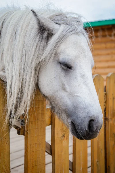 Cute sleeping white pony by the wooden fence