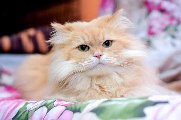 Fluffy Bello Importante Persiano Rosso Gatto Sdraiato Sul Divano Casa — Foto Stock