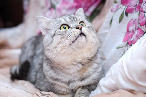 Hermoso Lindo Gato Gris Acostado Sofá Casa Mirando Hacia Arriba —  Fotos de Stock