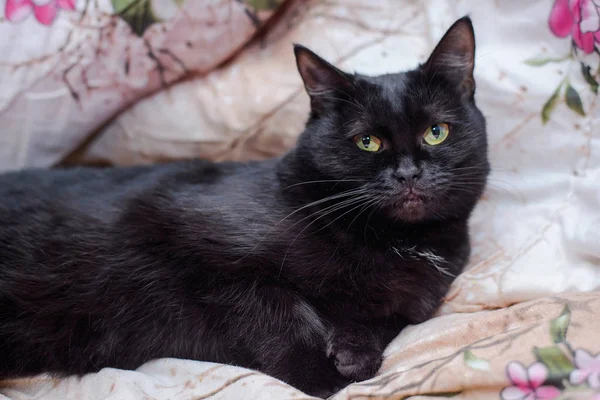 Beautiful Black Cat Yellow Eyes Lying Lazily Bed — Stock Photo, Image