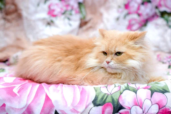 Пушистый Красивый Важный Персидский Красный Кот Лежит Дома Диване — стоковое фото