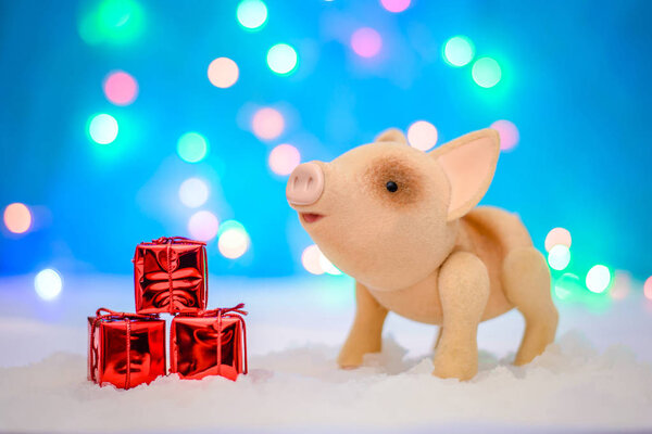Christmas picture with a cute pig with gifts in a red package for 2019 new year on a magical blue background with lights
