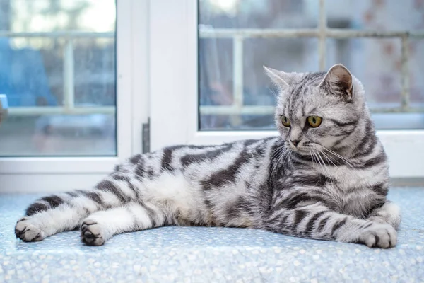 Beautiful Grey Striped Shorthair Cat Lying Windowsill — Stock Photo, Image
