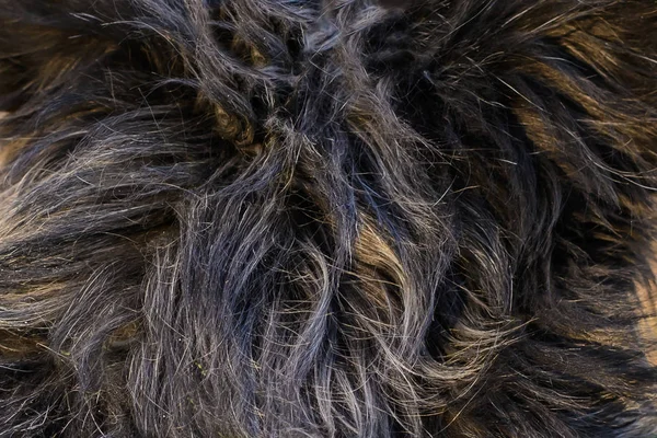 Fondo abstracto de pelo de perro — Foto de Stock