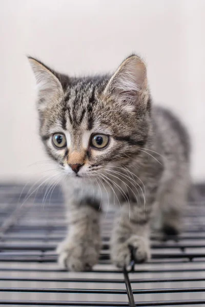 Retrato de un gatito lindo —  Fotos de Stock